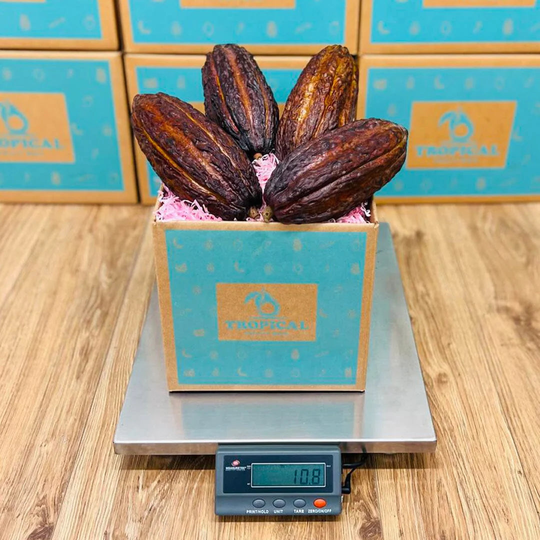 Cacao Fruit Box
