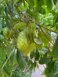 Natures Superfood A1 Soursop