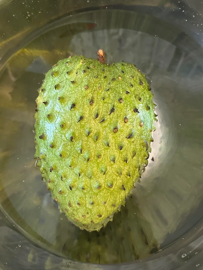 5 Lbs Organic Soursop Fruit Fresh 1 to 5 Guanabana Fruits