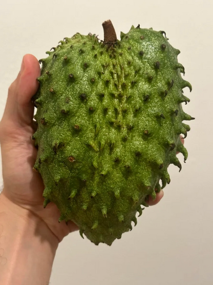 1 Lb Organic Soursop Fruit Fresh Guanabana Fruits