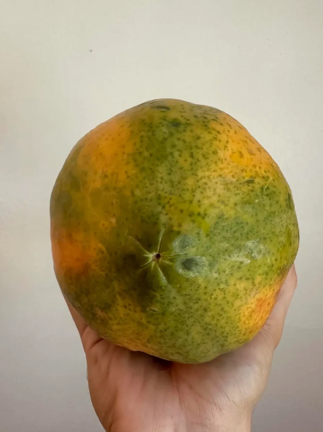 2 Lbs Organic Papaya Fruit Fresh 1 to 2 Papaya Fruits