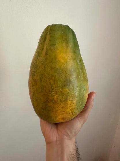 5 Lbs Organic Papaya Fruit Fresh 1 to 4 Large Papaya Fruits
